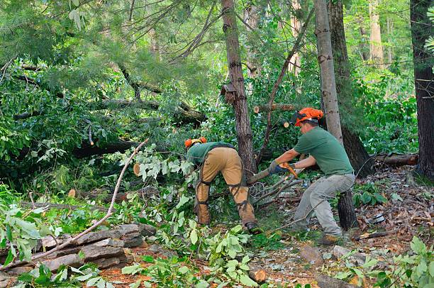 Best Lawn Disease Treatment  in Cypress Gardens, FL