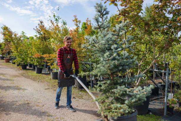 Best Root Management and Removal  in Cypress Gardens, FL